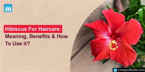 Hibiscus For Haircare Meaning Benefits And How To Use It Benefits