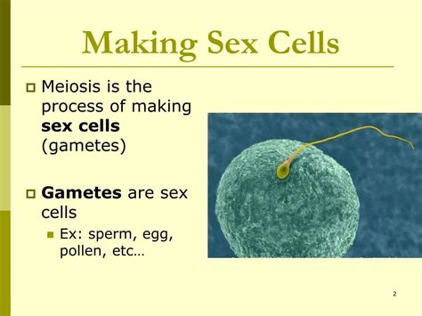 Ppt 114 Meiosis Powerpoint Presentation Free Download Id1824214