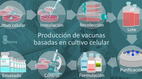 C Mo Funciona La Biotecnolog A En La Producci N De Vacunas