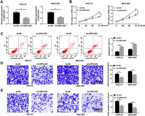 Knockdown Of Oip5 As1 Suppressed Gc Cell Proliferation Migration And