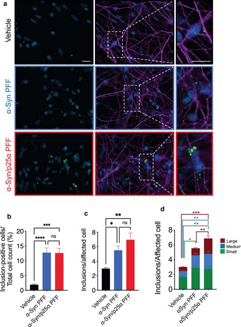 α Synp25α Pff Template More And Larger α Syn Inclusions In Human