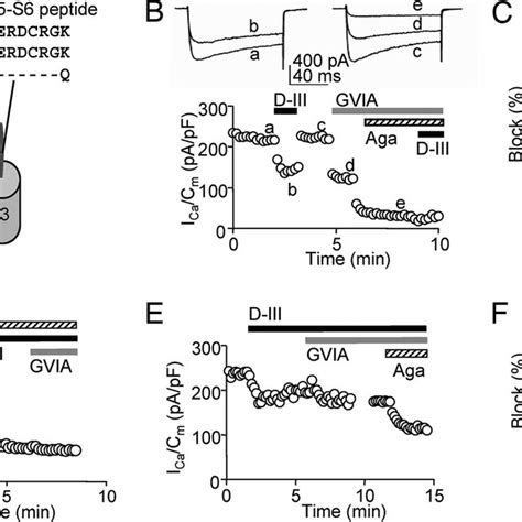 Mice With Brain Infusion Of D Iii Igg Exhibited Cerebellar Ataxia In