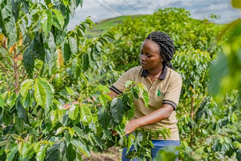 World Coffee Research Boosts Uganda S Coffee Production Goals Through