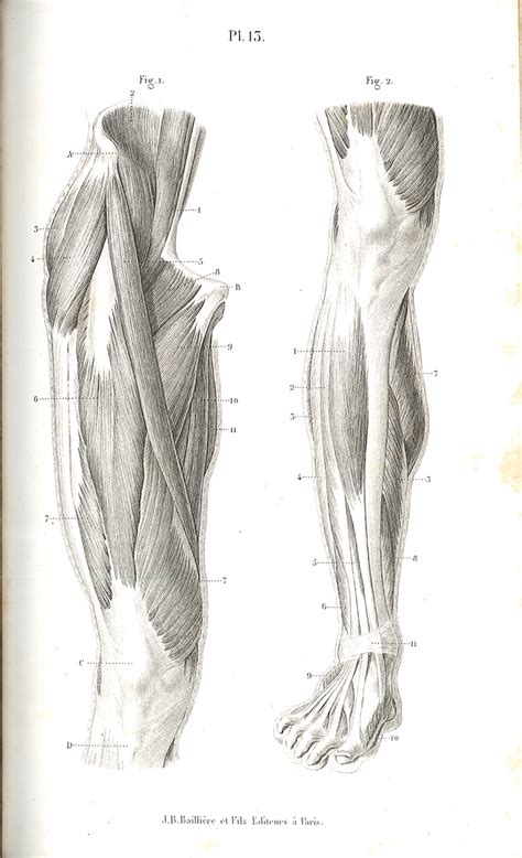 Research Of Artistic Anatomy Julien Fau Anatomie Artistique