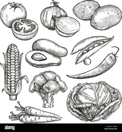 Vegetables Sketches Hand Drawing Vector Set Stock Vector Image Art