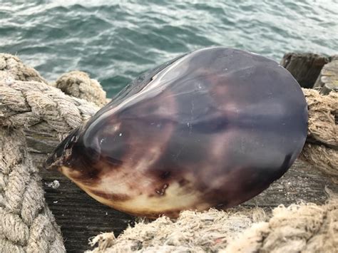 shell approximately  cms dorset gifts