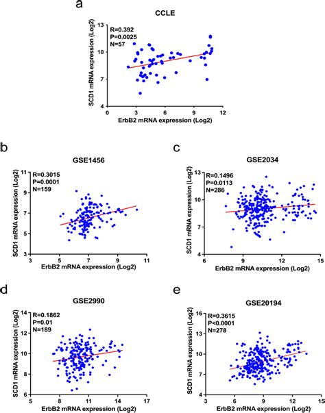 The Correlation Between Erbb And Scd In Breast Cancer Cells And