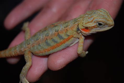 Bearded Dragon Colors - Effy Moom