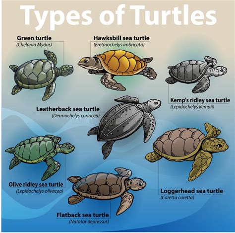 Tortues De Mer Illustration De Vecteur Illustration Du Retrait 267596854