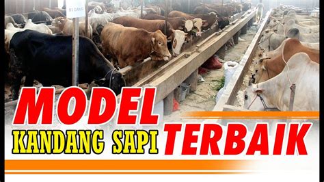 Foto Kandang Sapi 45 Koleksi Gambar