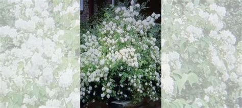 Жасмин махровый (Чубушник) снежная буря купить в Москве | Товары для ...