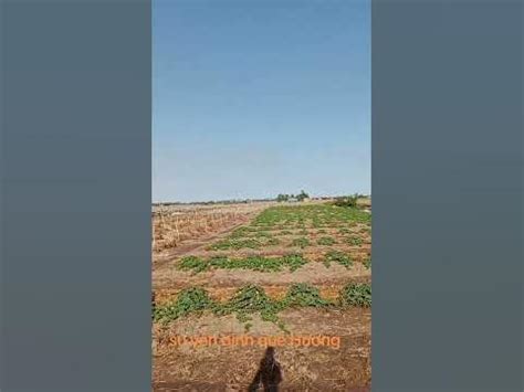 @tuyen Nguyen Youtube - YouTube 