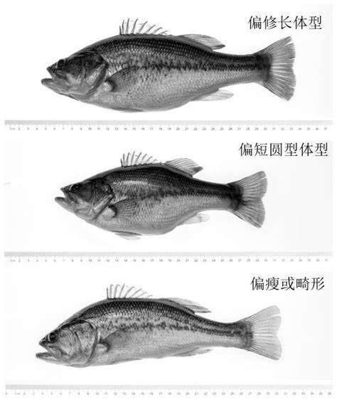 一种偏细长体型大口黑鲈的选育方法及养殖方法与流程