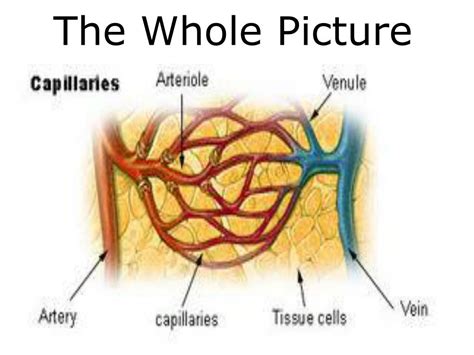 Ppt 7th Grade Unit 5 The Structure And Function Of Body Systems Lesson 3 Powerpoint