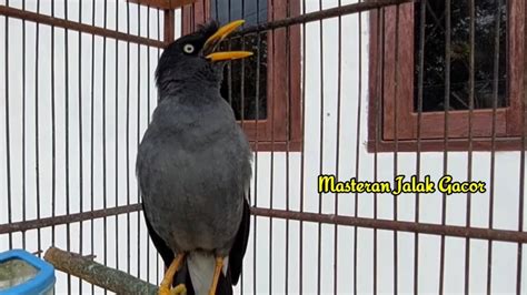 Masteran Dan Pancingan Burung Jalak Malas Bunyi Dengan Suara Khas Jalak