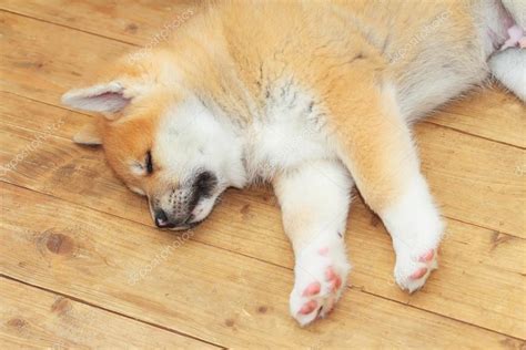 Two months old Japanese akita-inu sleeping puppy — Stock Photo ...