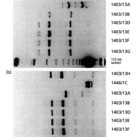 RFLP Analysis Of The R17 Rl Primed RDNA PCR Products Obtained For The