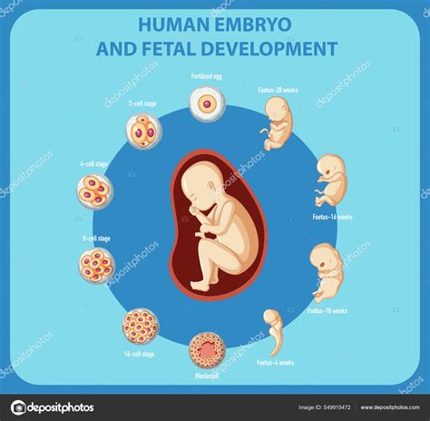 Ludzki Zarodek Rozw J P Odu Ilustracja Infograficzna Grafika
