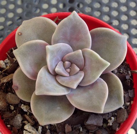 Graptoveria Purple Delight Planting Succulents Cactus And Succulents