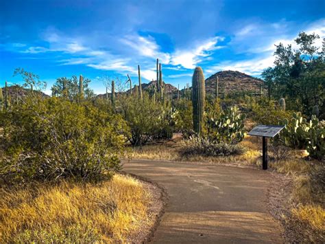 PERFECT One Day Saguaro National Park Itinerary