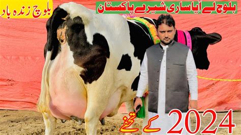 Mashallah Baloch Dairy Farm World Record Cow Australian Ferisain