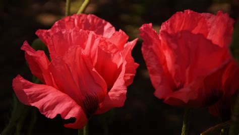 Coquelicot Le Printemps Fleurs Photo Gratuite Sur Pixabay Pixabay