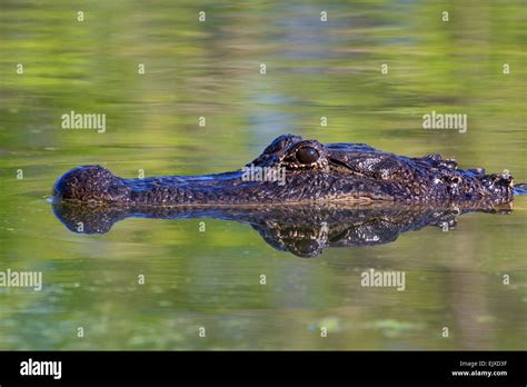 American Alligator Alligator Mississippiensis Swimming In A Swamp