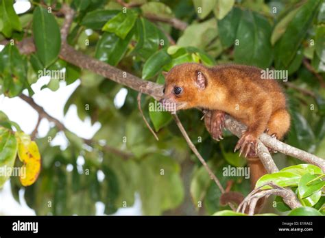 Photo Of A Kinkajou In A Tree Stock Photo Alamy