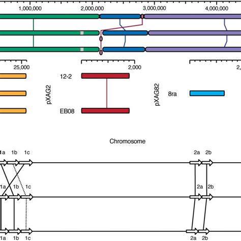 Comparison Of Whole Genomes And Tal Genes Of 12 2 Eb08 And 8ra A