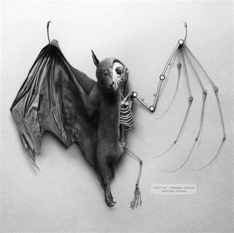 bat skeleton drawing  paintingvalleycom explore collection  bat