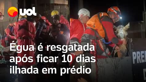 Rio Grande Do Sul Gua Resgatada Ap S Passar Dias Em Andar De