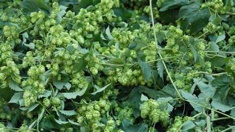 Free Images Flower Food Green Harvest Herb Produce Garden Beer Bavaria Brew Hops