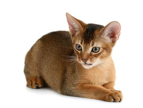 Abyssinian Cats Cat Breeds