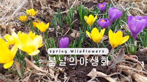 시골 풍경 마당 야생화 시골의 봄날 이야기 spring wildflowers YouTube