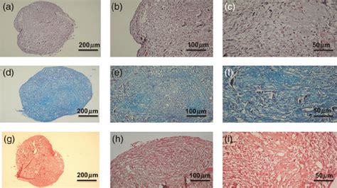 Hematoxylin And Eosin A C Alcian Blue D E And Safranin O Fast