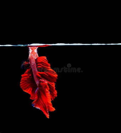 Splendens De Combate Siamese Do Betta Dos Peixes Dos Peixes De Betta