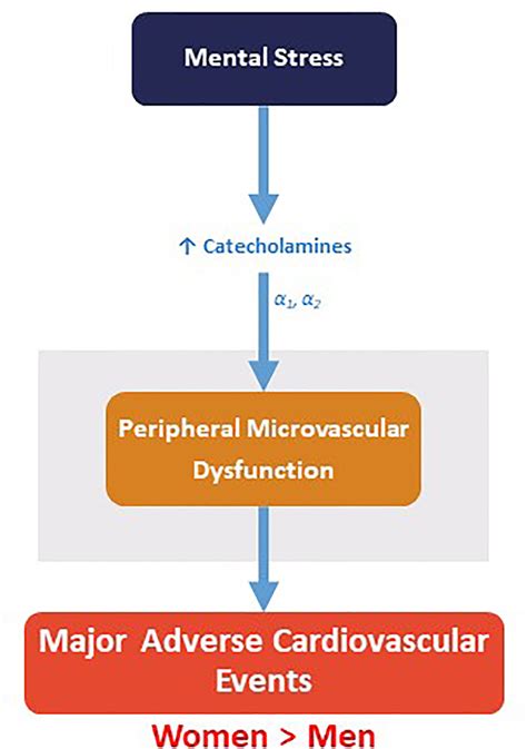 Sex Differences In Vascular Response To Mental Stress And Adverse