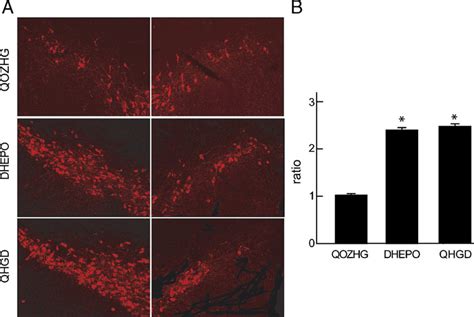 A Th Ir Neurons In Sn Inoculation With Vector During Mptp Treatment