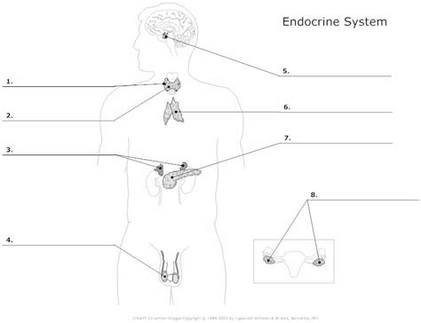 Health Quiz 3 Endocrine System Diagram Quizlet