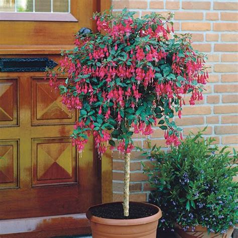 Fuchsia Tree Mix 65/80 19cm | YouGarden