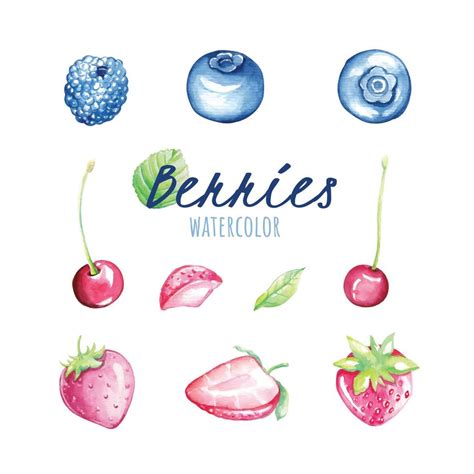 set  berries  vector art  vecteezy