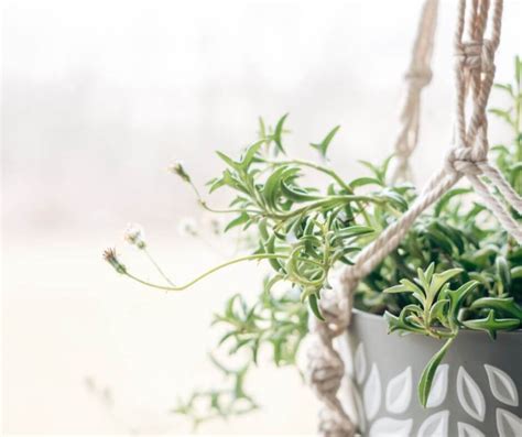 Hanging Succulents: The New Trend in House Plants — Gardening, Herbs, Plants, and Product Reviews