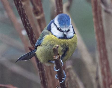 Blue Tit Small Bird Garden Free Photo On Pixabay Pixabay