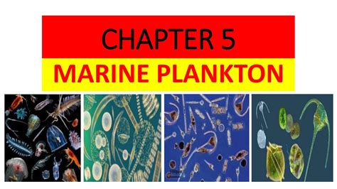 Chapter 5: Marine plankton by mooc.mar450 - Issuu