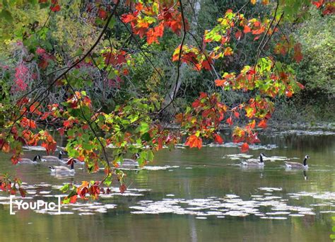 Fall Colours In Caledon Ontario By Rob Fowlie On YouPic