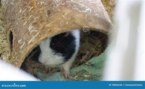 A guinea pig in hiding stock photo. Image of guinea, hiding - 78856246