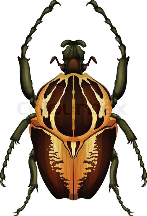 Goliathus regius - Goliath beetle | Stock vector | Colourbox