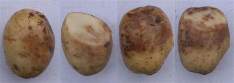 Potato Blight Symptoms Causes And Treatment