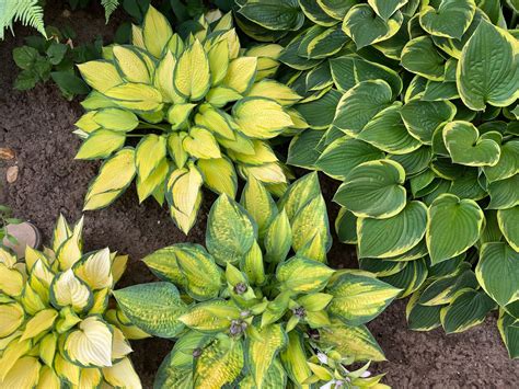 Hosta Nursery Managers Share Their 20 Favourite Varieties To Grow ...