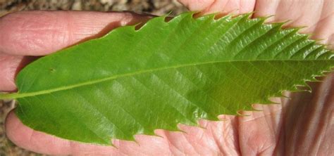 Broadleaf Leaf Key Tree Guide Uk Broadleaf Tree Id By Leaf Shape